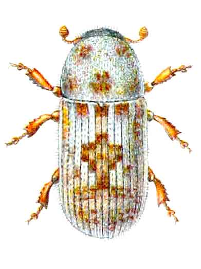 Pteleobius vittatus