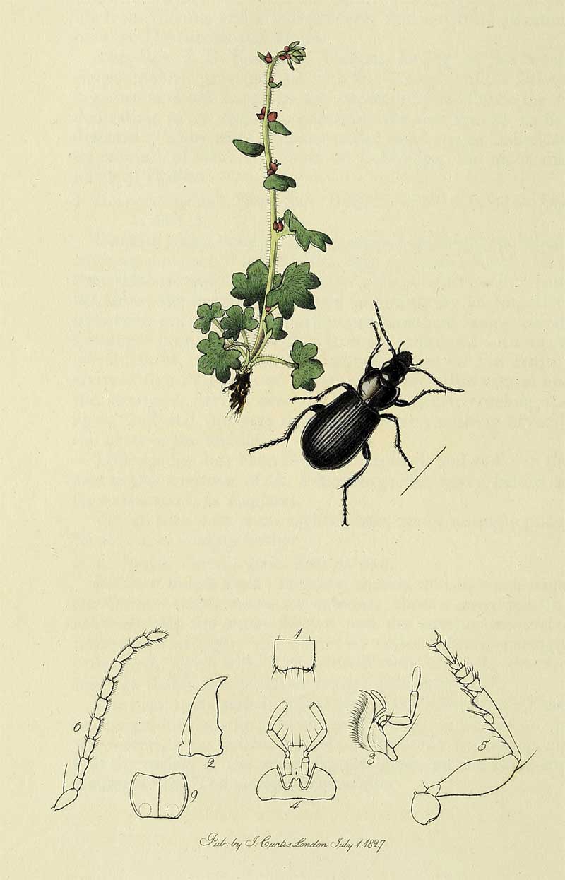 Pterostichus aethiops