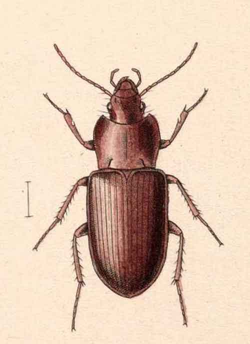 Pterostichus amblypterus