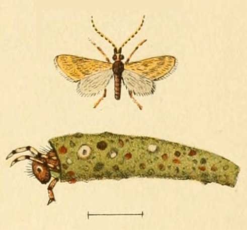 Pycnocentria evecta