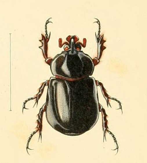 Pycnoschema lacordairei