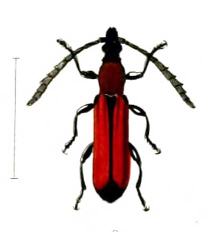 Pyrestes scapularis