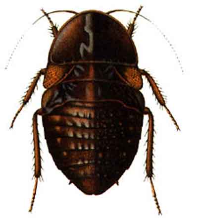 Rhicnoda natatrix