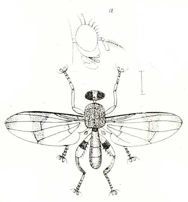 Richardia podagrica