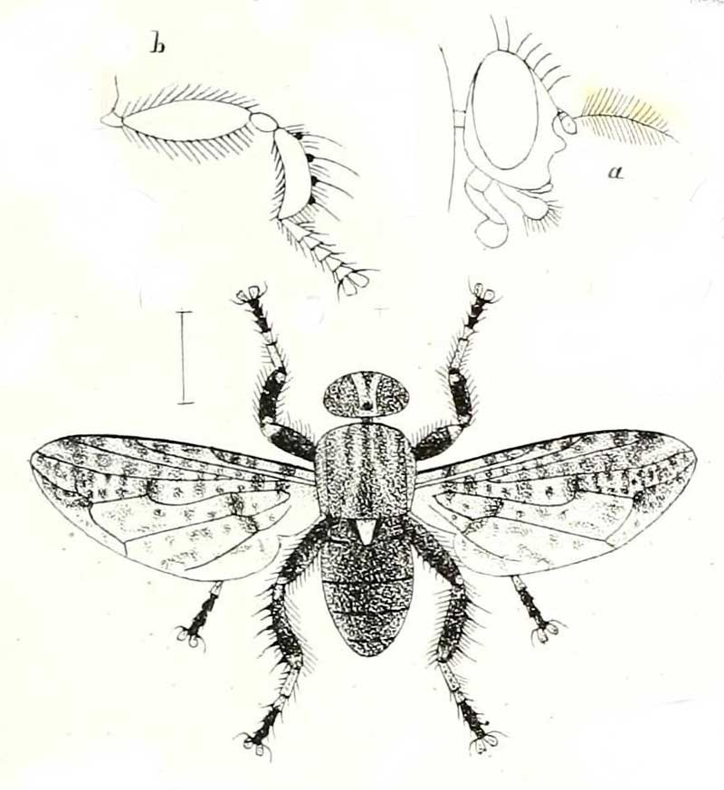 Ropalomera stictica