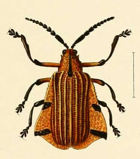 Sceloenopla calopteroides