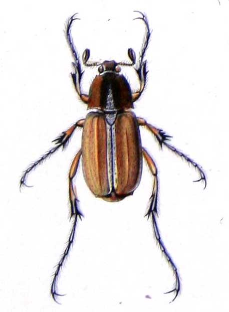 Schizochelus bicoloripes