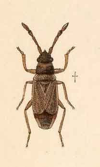 Sisamnes contractus