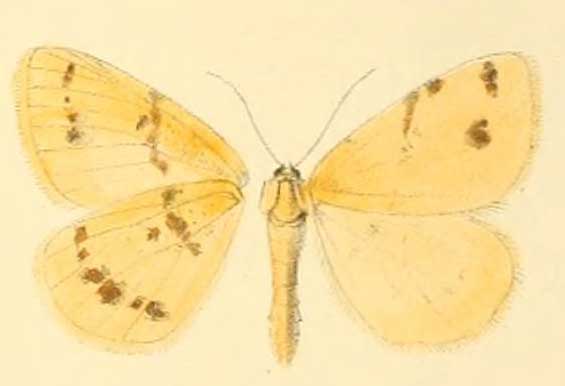 Speranza ribearia