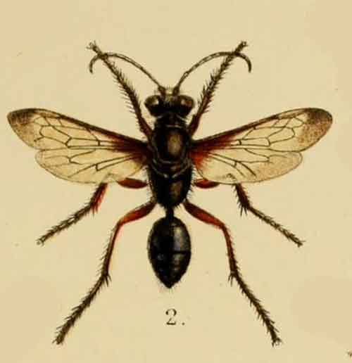 Sphex fumicatus