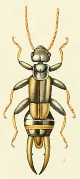 Spongovostox schwarzi