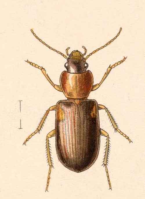 Stenolophus promptus