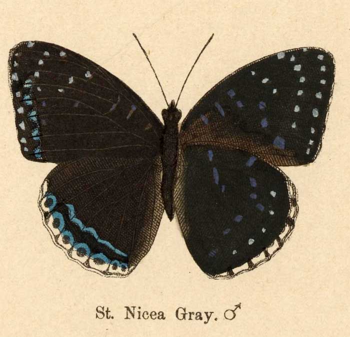 Stibochiona nicea