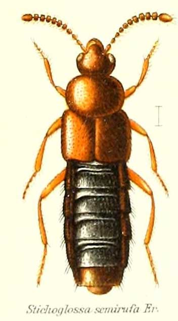 Stichoglossa semirufa