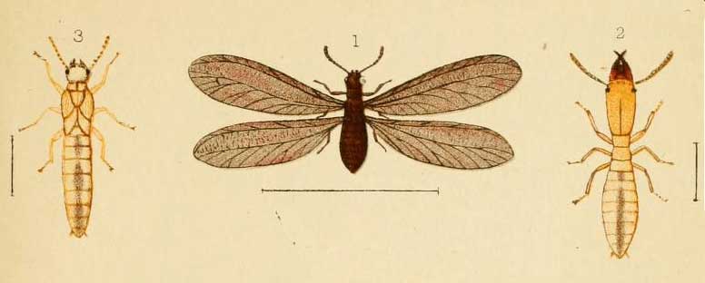 Stolotermes ruficeps