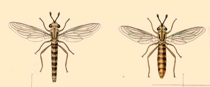 Syllegomydas dispar 