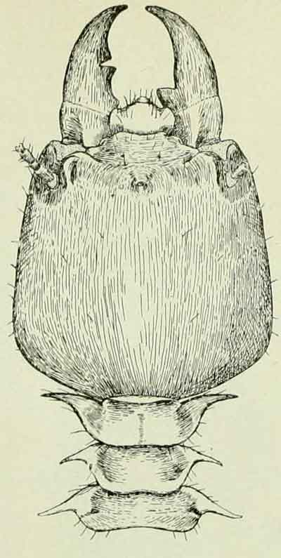 Syntermes v