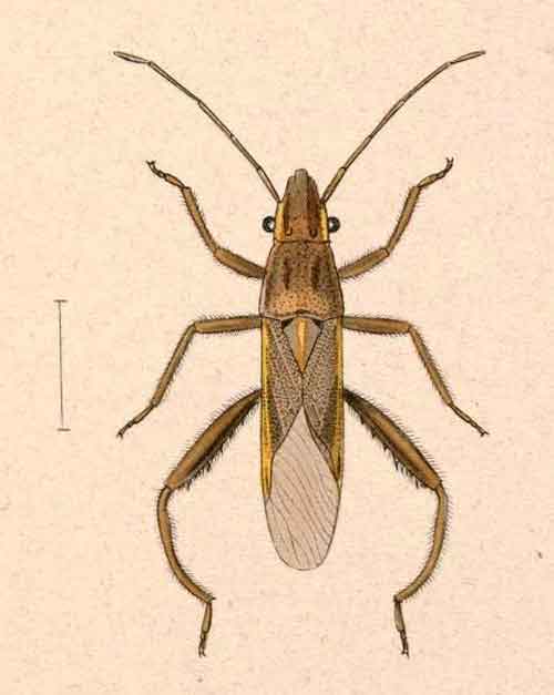 Tenosius proletarius