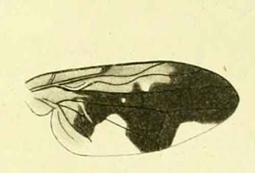 Themarictera flaveolata 