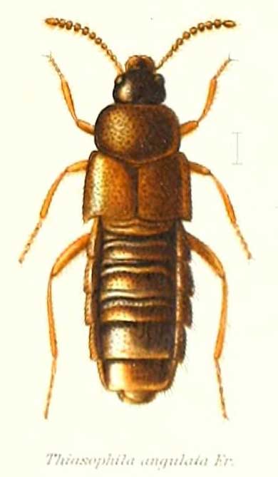 Thiasophila angulata