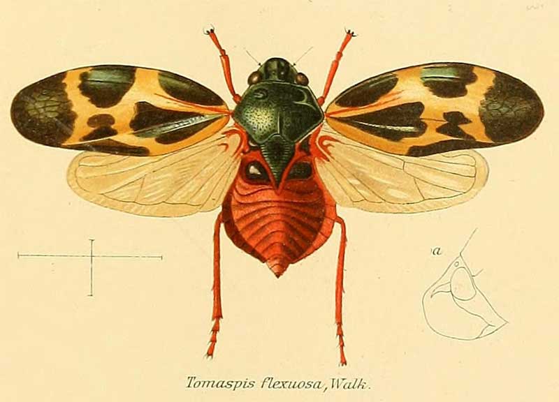 Tomaspis flexuosa