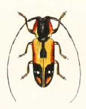 Tragocephala mniszechii