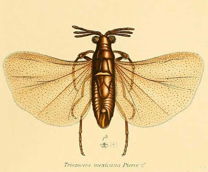 Triozocera mexicana