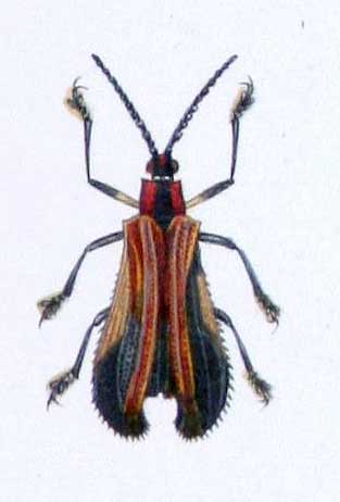 Xenochalepus platymerus