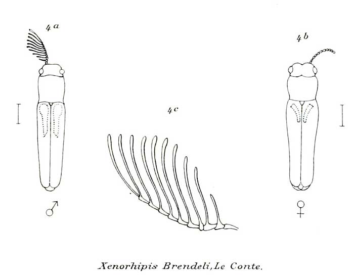 Xenorhipis brendeli