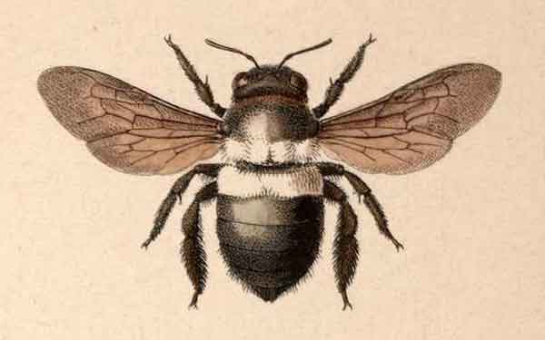 Xylocopa caffra