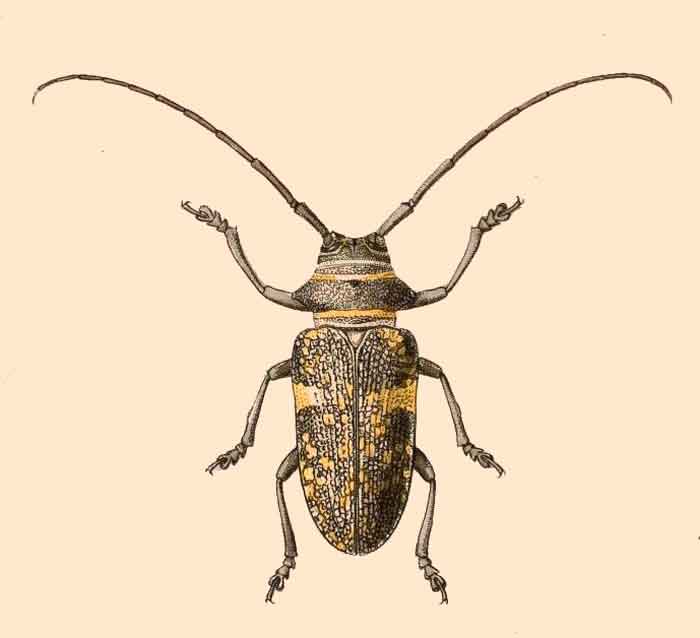 Zographus aulicus