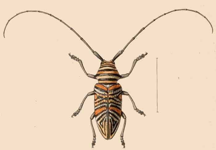 Zographus hieroglypchicus