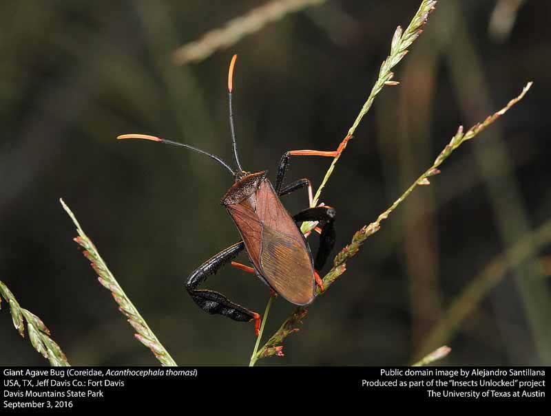 Acanthocephala thomasi