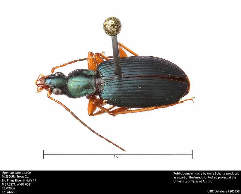 Agonum extensicolle