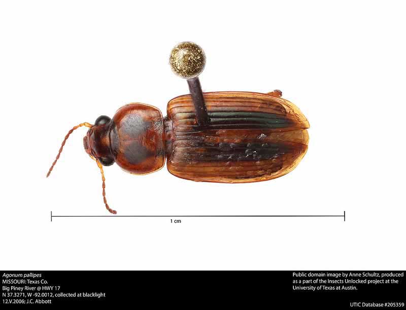 Agonum pallipes