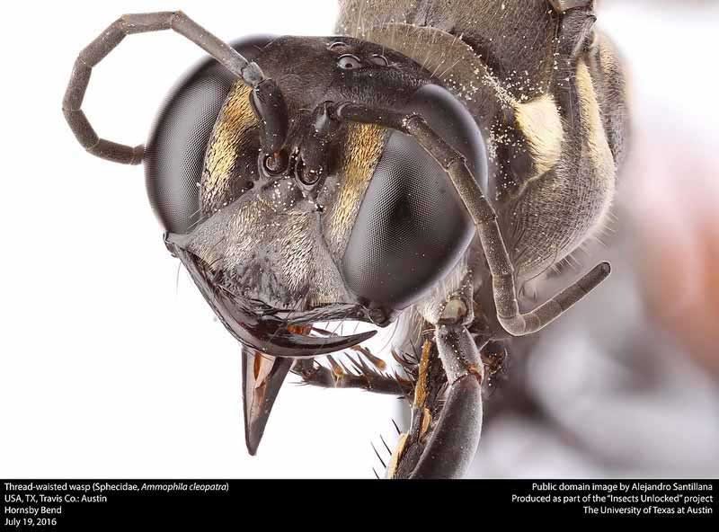 Ammophila cleopatra