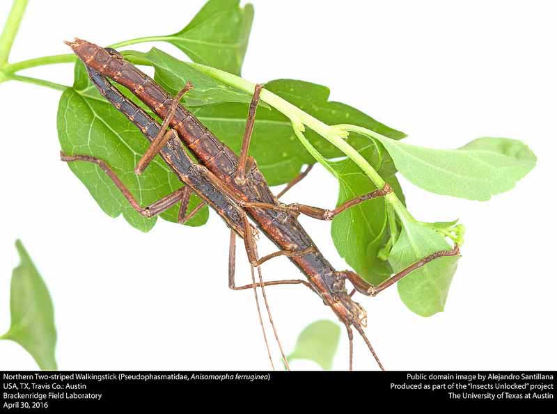 Anisomorpha ferruginea