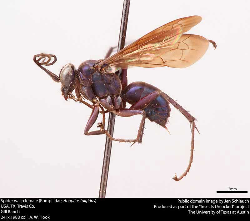 Anoplius fulgidus