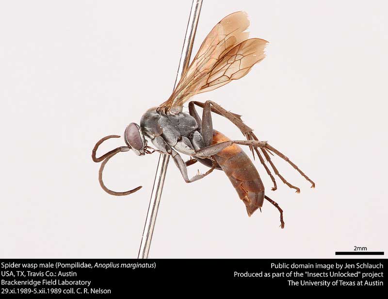 Anoplius marginatus