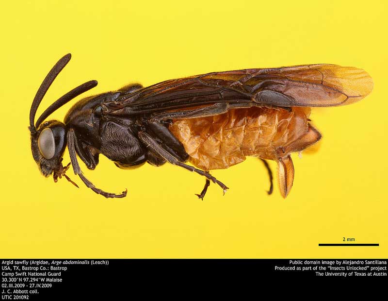 Arge abdominalis