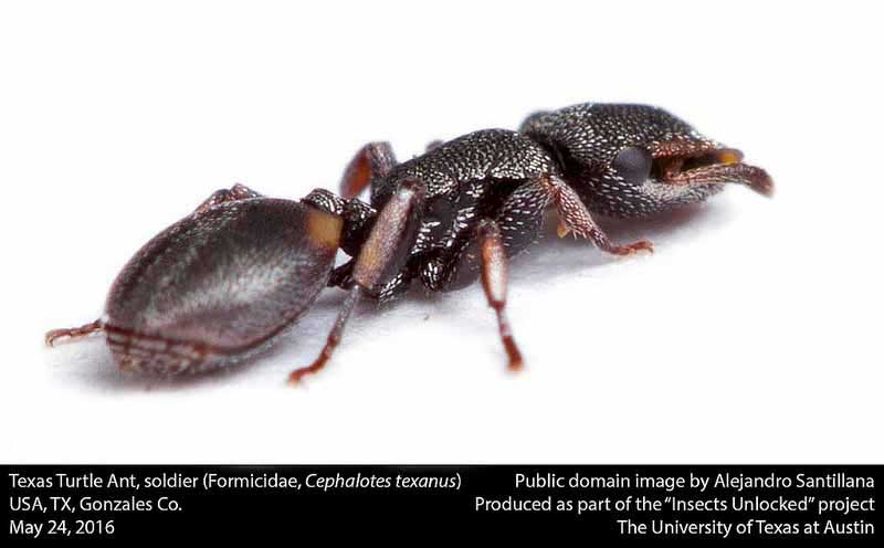 Cephalotes texanus