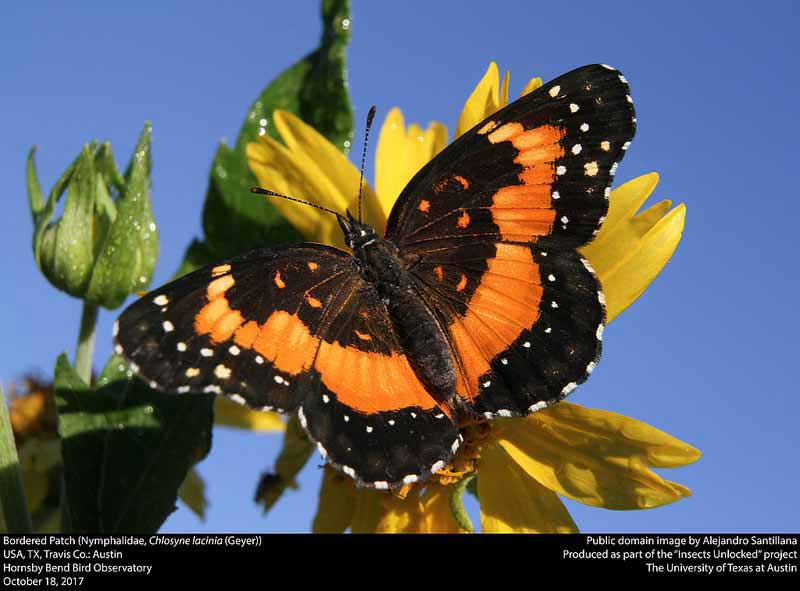 Chlosyne lacinia