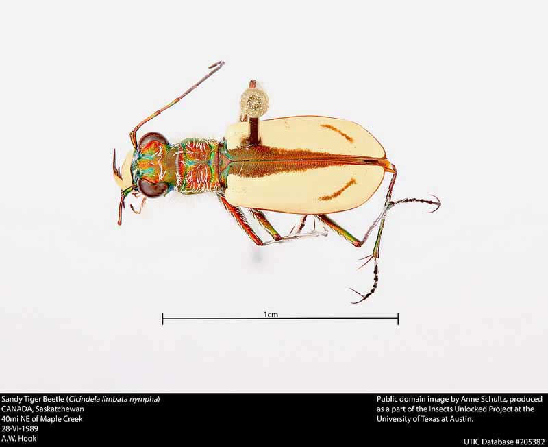 Cicindela limbata nympha