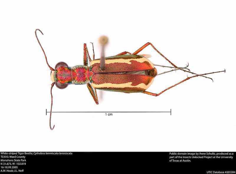 CylinderaLemniscataLemniscata