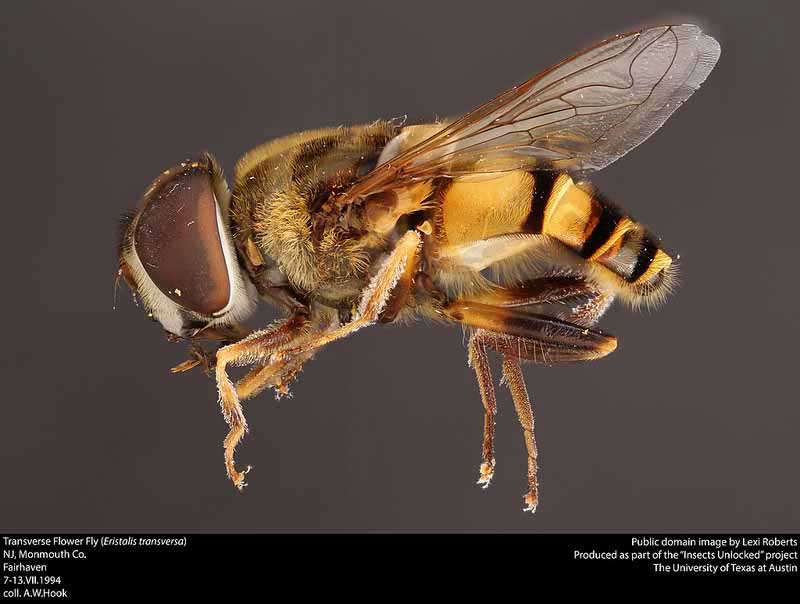 Eristalis transversa