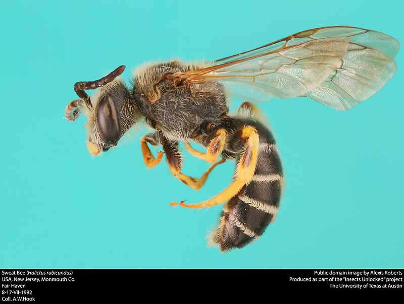 Halictus rubicundus