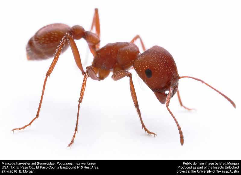 Pogonomyrmex maricopa