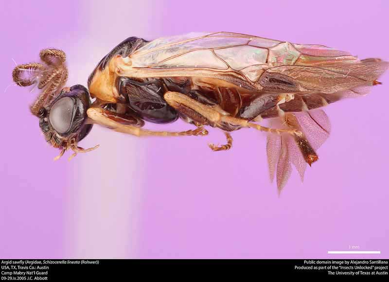 Schizocerella lineata