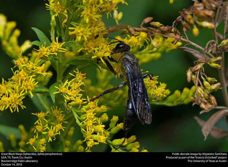 Sphex pensylvanicus