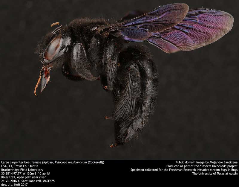 Xylocopa mexicanorum